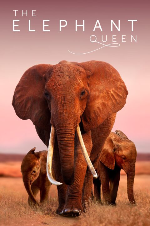 ゾウの女王　偉大な母の物語