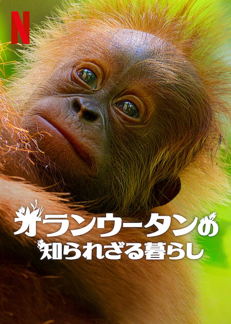 オランウータンの知られざる暮らし